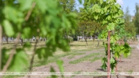 Смотры-конкурсы и участие молодежи. Как в Гродненской области идет работа в Год благоустройства, рассказали в ЖКХ