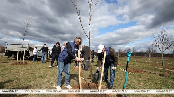 Аллею из 50 молодых лип высадили активисты-общественники в Гродно
